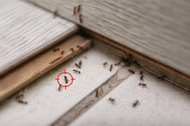 Best Termite Control Services  in Ferndale, CA