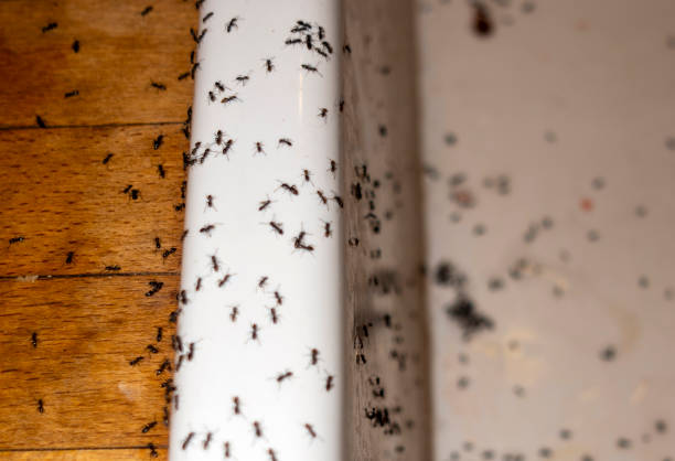 Best Wasp Removal Services  in Ferndale, CA